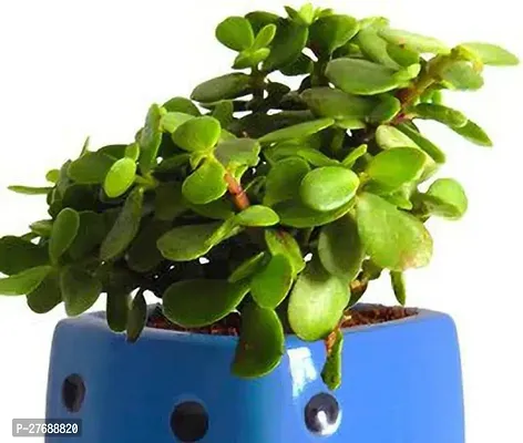 Zomoloco Jade Live Plant Good Luck Plant Cf179 J-thumb0