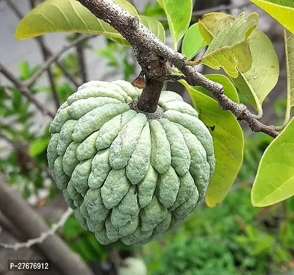 Zomoloco Custard Apple Live Plant Cf2002221193 C-thumb0