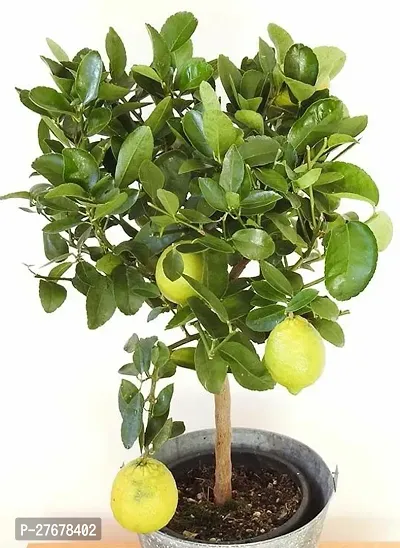 Zomoloco Lime Lemon Grass Plant