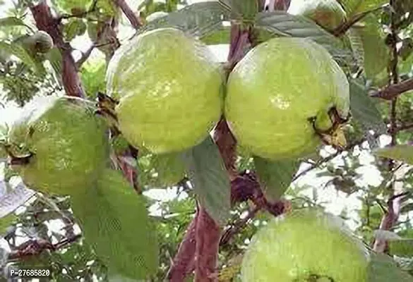 Zomoloco Guavamodel Namebaruipur Plant Cfo379-thumb0