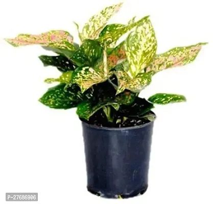 Zomoloco Snow White Aglaonema Chinese Evergree