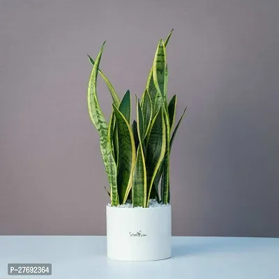 Zomoloco Snake Plant For Home Decorations Best For