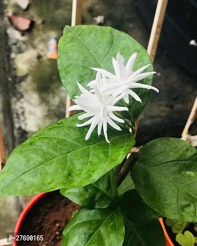 Zomoloco Arabian Jasmine Double Petal Live Flower-thumb0