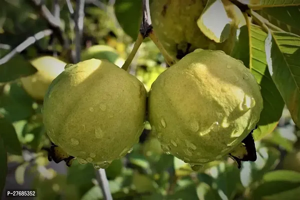 Zomoloco Brazilian Guava Plant Guava Plant-thumb0