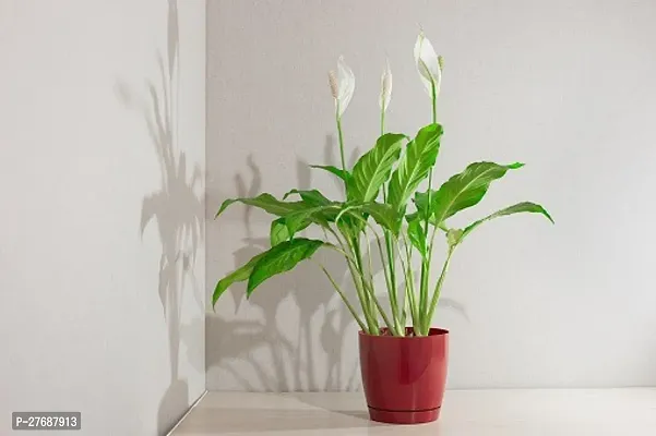 Zomoloco Peace Lily Or Spathiphyllum Live Plant Wh