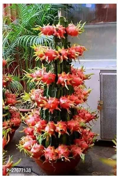 Zomoloco Live Dragon Fruit Plant Jumbo Pink Drago