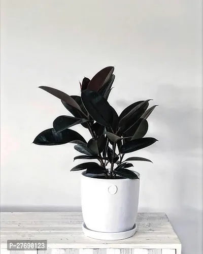 Zomoloco Live Rubber Plant For Indoor Home Decorat-thumb0