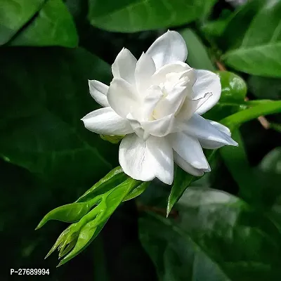 Zomoloco Arabian Jasmine Double Petal Live Flower