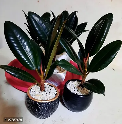 Zomoloco Live Rubber Plant Black Prince Rubber P