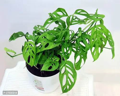 Zomoloco Broken Heart Indoor Plant With Air Purify