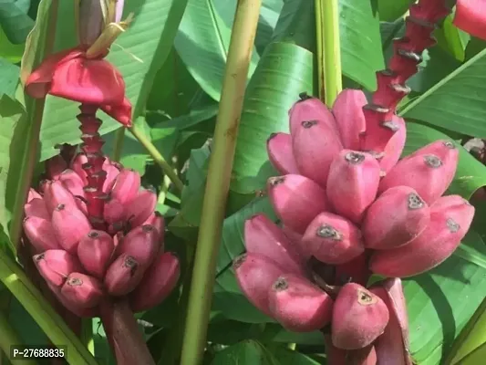 Zomoloco Live Plant Rare Dwarf Musa Red Banana Bar