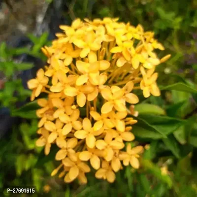 Zomoloco Trothic Ixora Chethi Yellow Plant Live Fl