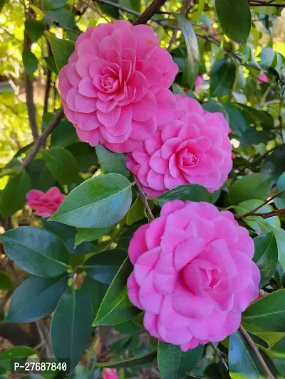 Zomoloco Pink Camellia Healthy Flower Plant For Ho