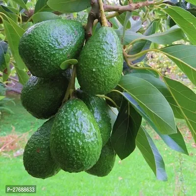 Zomoloco Avocado Plants Live Plantcf17 Avocado P