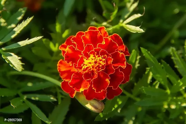 Zomoloco Marigold Plant Marigold plant-thumb0