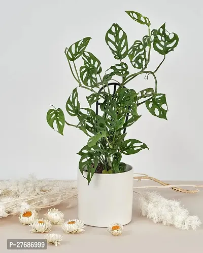 Zomoloco Broken Heart Indoor Plant With Air Purify-thumb0