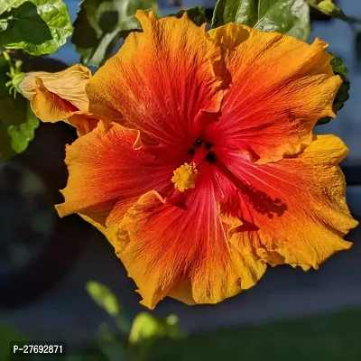 Zomoloco Hibiscus Hybrid Live Flower Plant Cf3301