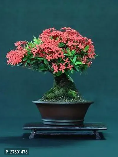 Zomoloco Trothic Ixora Chethi Red Plant Live Flowe