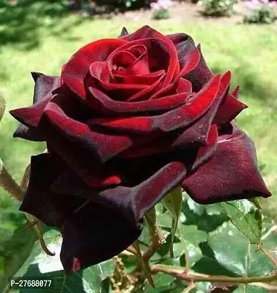 Zomoloco Rare Grafted Red Rose Gulab Flower Liv-thumb0