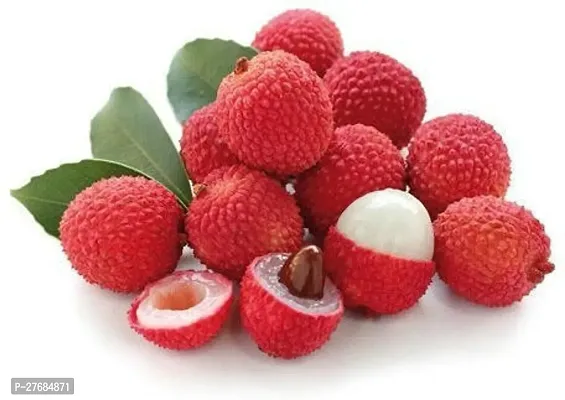 Zomoloco Litchi Plant Cfa271 Litchi Plant-thumb0