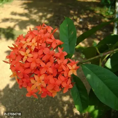 Zomoloco Org Ixora Plantcfa398 Trothic Ixorach-thumb0