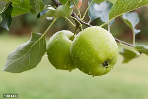 Zomoloco Geen Apple Granny Smith Hybrid Grafted Li