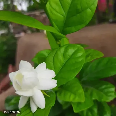 Zomoloco Arabian Jasmine Double Petal Live Flower-thumb0