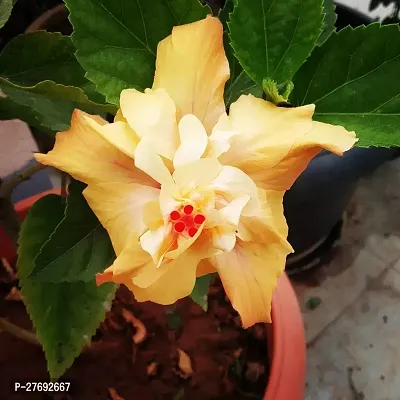 Zomoloco Hibiscus Yellow Live Flower Plant Cf3300