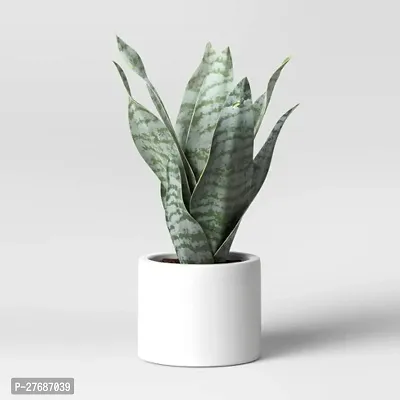 Zomoloco Snake Plant For Home Decorations Best For-thumb0