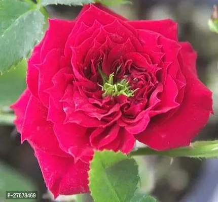 Zomoloco Gsdlantoj192 Rose Plant-thumb0