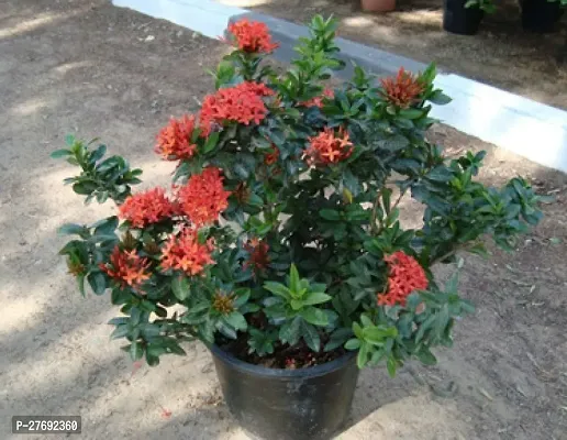 Zomoloco Trothic Ixora Chethi Red Plant Live Flowe