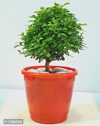 Zomoloco Dwaft Kamini Bonsai Madhu Kamini Plant-thumb0