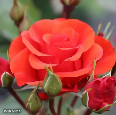 Zomoloco Rose Plant Rose Plant ( Yamuna Rose Plant )