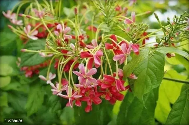 Zomoloco Madhumalti Rangoon Creeper Live Plant-thumb0