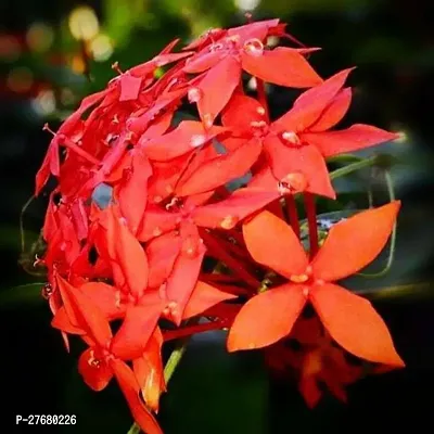 Zomoloco Trothic Ixora Chethi Red Plant Live Flowe