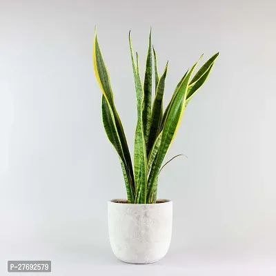 Zomoloco Snake Plant For Home Decorations Best For-thumb0