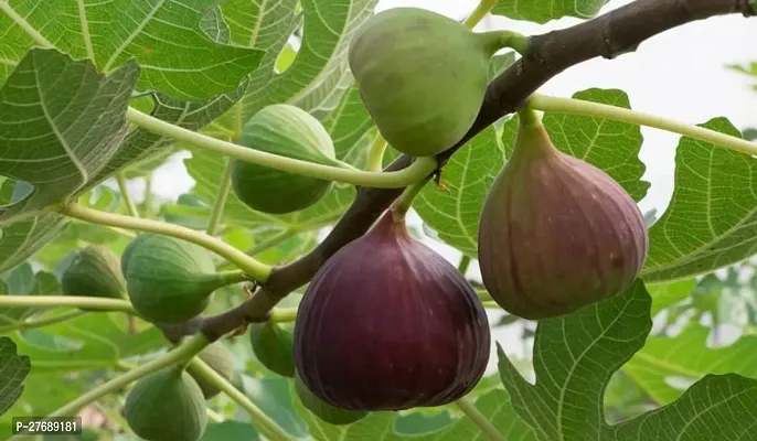 Zomoloco Turkish Fig Live Plant Produced By Air La-thumb0