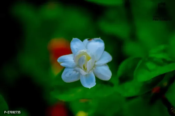 Zomoloco Arabian Jasmine Double Petal Live Flower