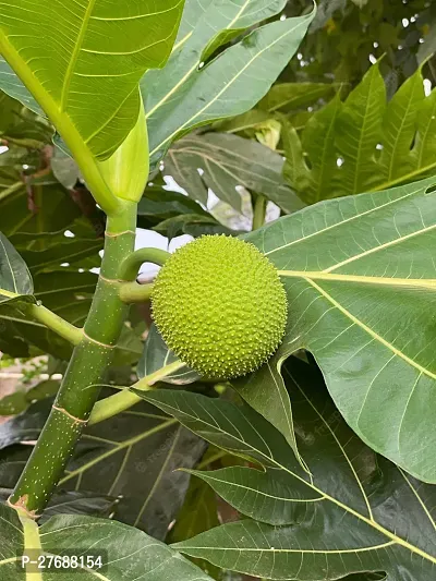 Zomoloco Live Breadfruit Plant Rare Dwarf Exotic A-thumb0