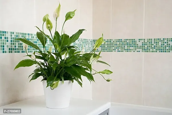 Zomoloco Peace Lily Or Spathiphyllum Live Plant Wh