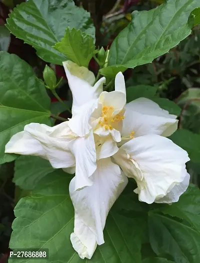 Zomoloco Live White Hibiscus Best Attractive Flo-thumb0