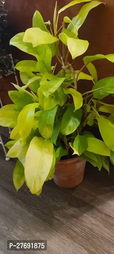 Zomoloco Philodendron Indoor Hybrid Live Plant For