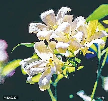 Zomoloco Murraya Paniculata Kamini Flower Plant Cf