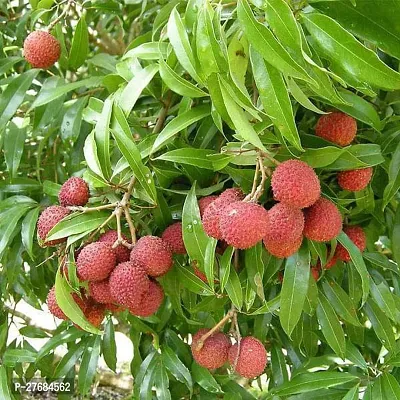 Zomoloco Kasba Litchi Plant Hybridcfa267 Litchi-thumb0