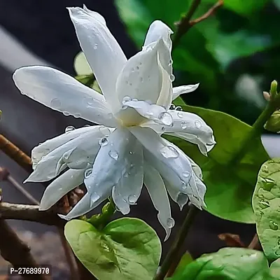 Zomoloco Arabian Jasmine Double Petal Live Flower