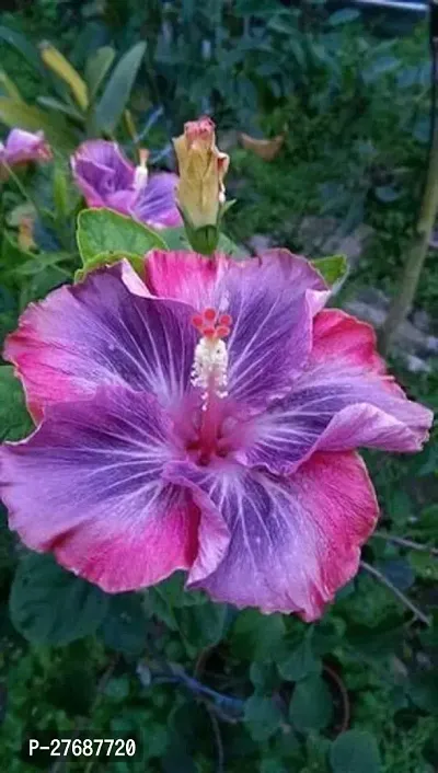 Zomoloco Hibiscus Red Blue Plant Cf008 Hibiscu-thumb0