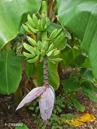 Zomoloco Bluggoe Banana Plantkanchkola Plantcfa-thumb0