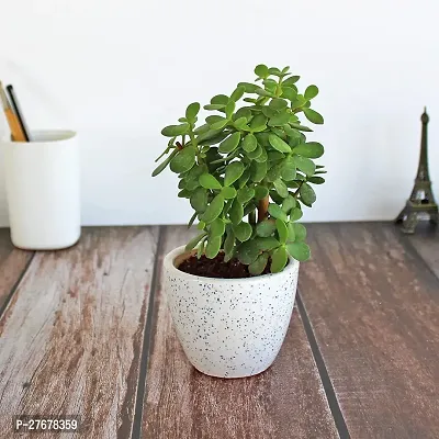 Zomoloco Live Jade Plant With Black Pot Jade Plan-thumb0