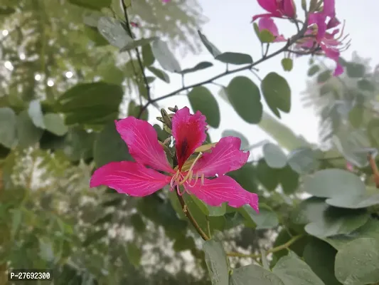 Zomoloco Kanchan Bauhinia Acuminata Pink Flower-thumb0