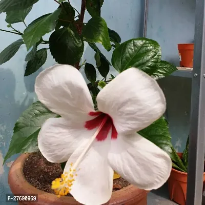 Zomoloco Hibiscus White Plant Cf70058 Hibiscus P-thumb0